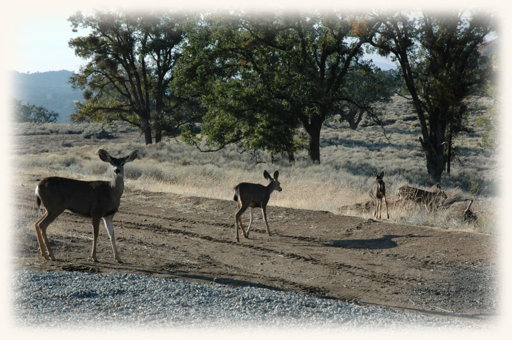 deer-on-property