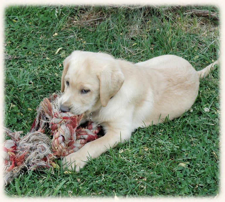 dog chew teddy