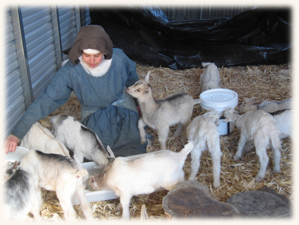 tending-baby-goats