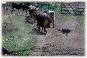 Photo: Blitzy bringing in cows