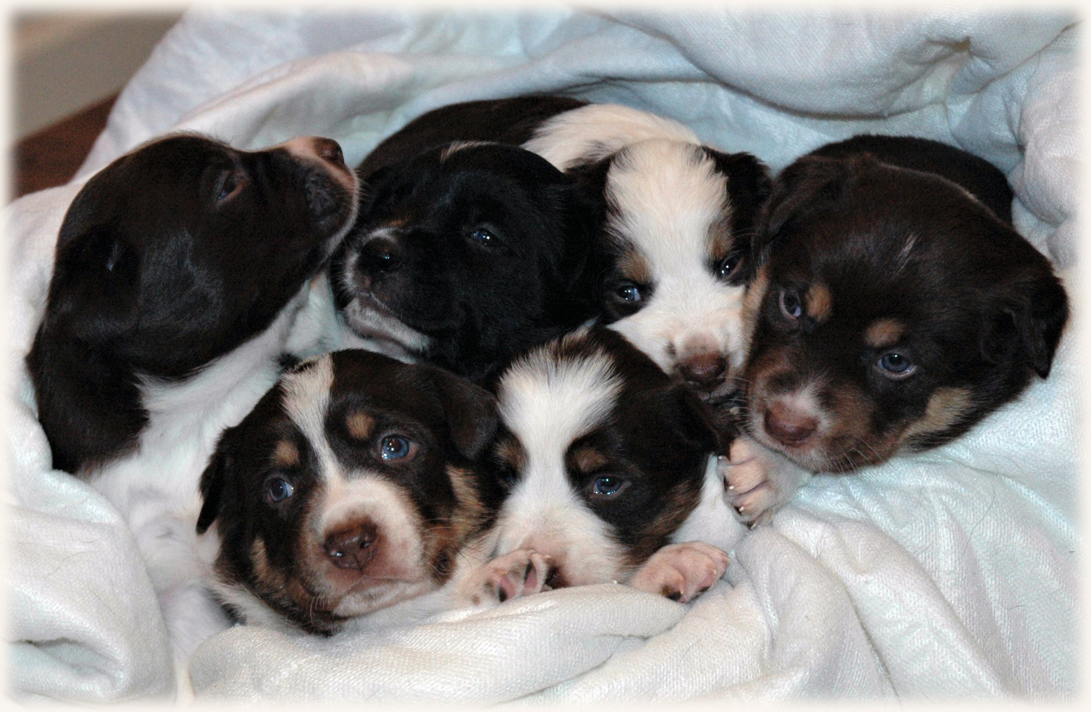 The Litter, 4 Weeks Old
