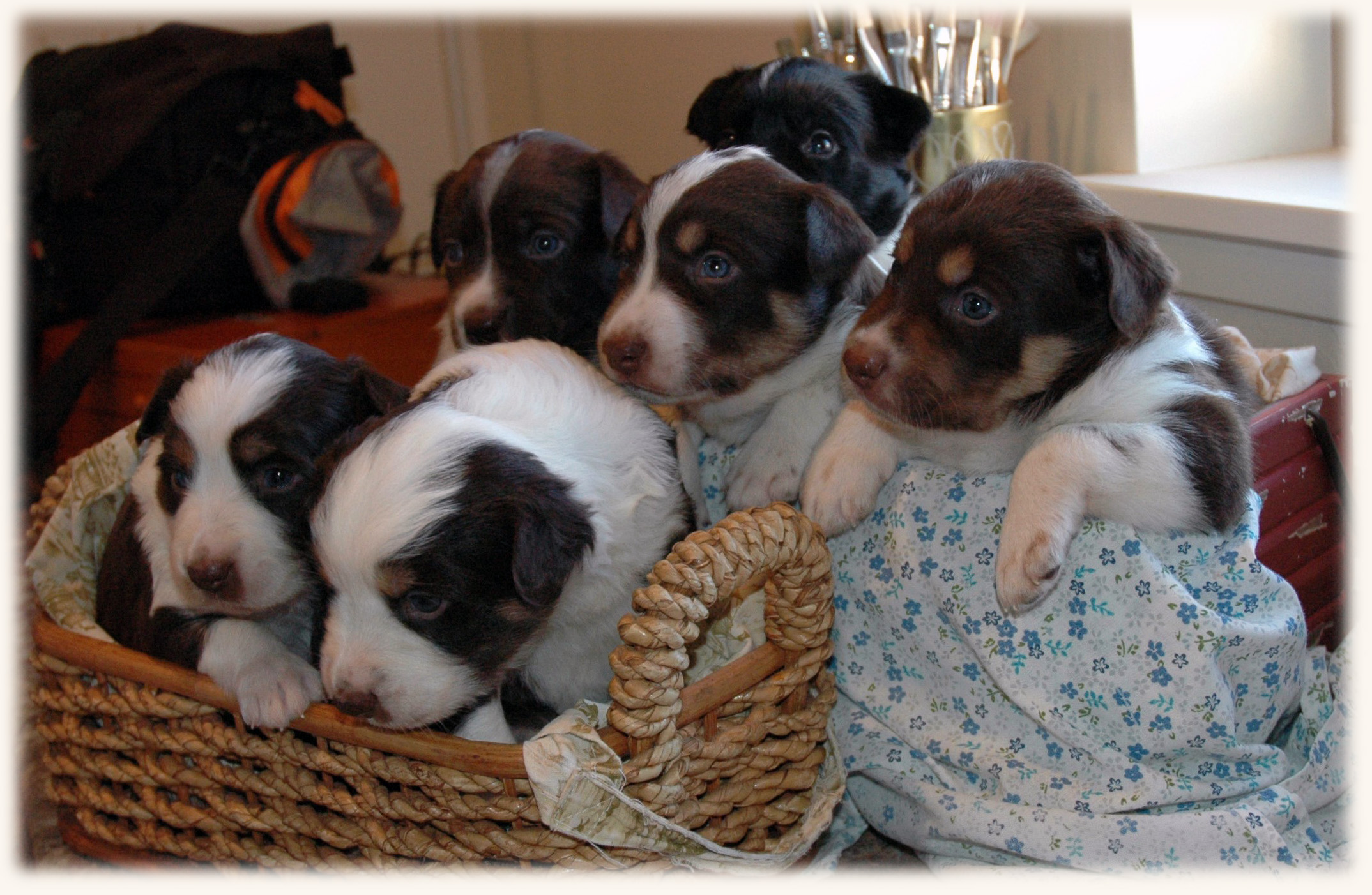 The Litter at 4 Weeks