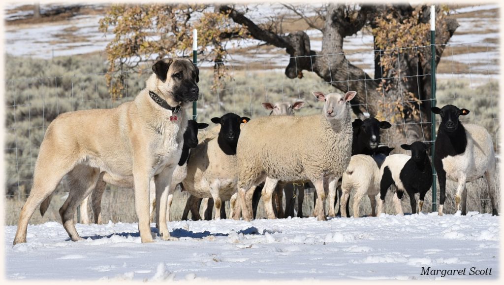 Anatolian store shepherd guarding